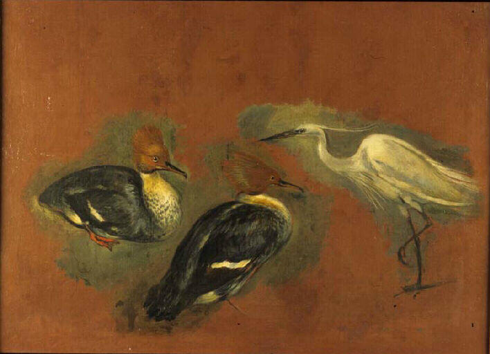 Oiseaux, Pieter Boel, 17e siècle