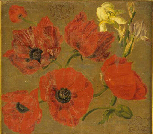 Etude de fleurs : pavots et iris_0