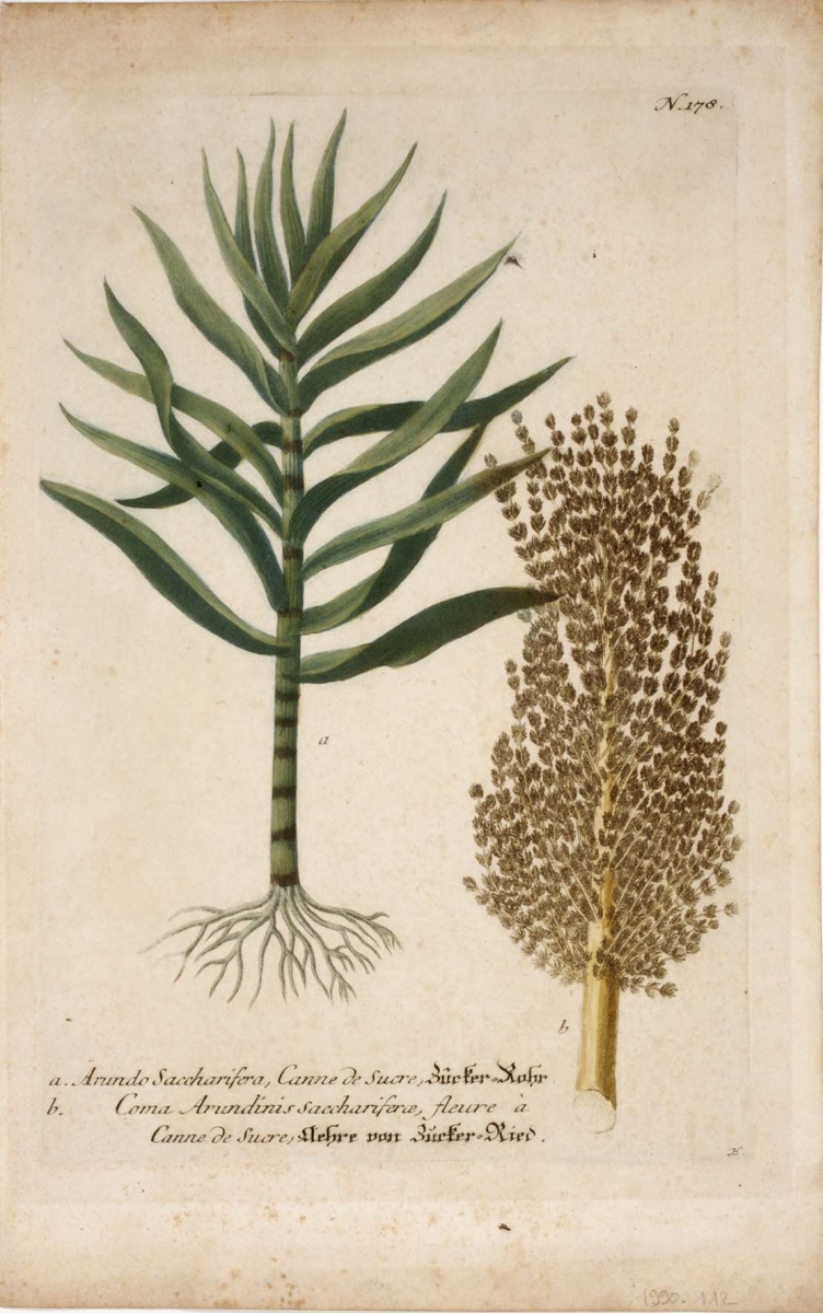 a. Arundo saccharifera, Canne de sucre ; b. Coma Arundinis saccharierce, fleure à canne de sucre, Georg Dionysius Ehret, 1737