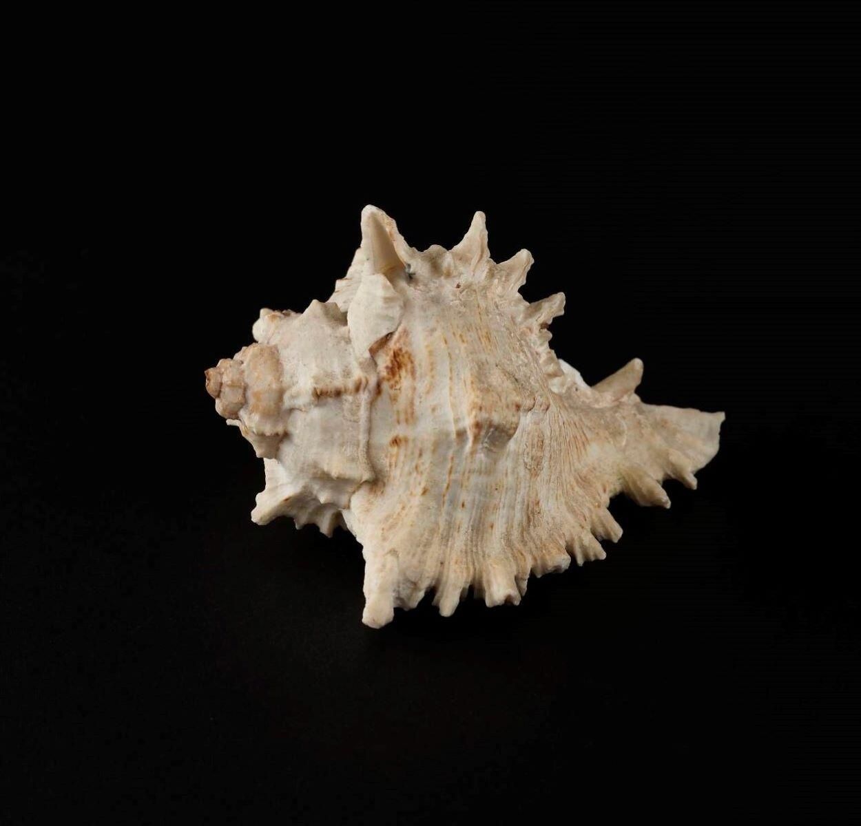 Coquillage_0