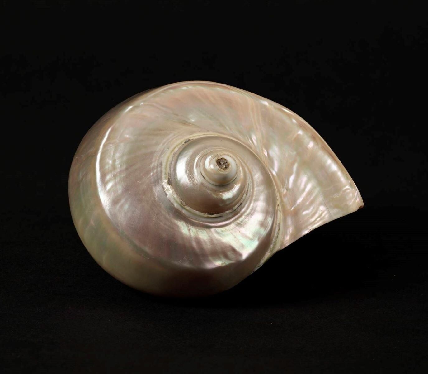 Coquillage_0