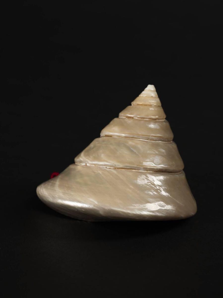 Coquillage (lot)_1