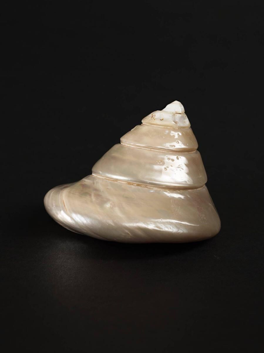 Coquillage (lot)_3