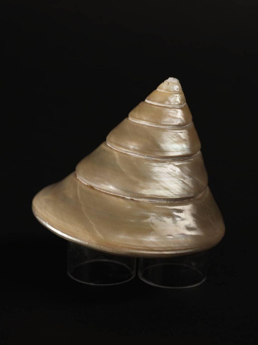 Coquillage (lot)_0