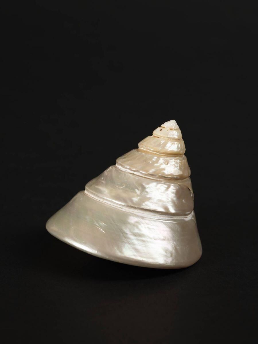 Coquillage (lot)_4