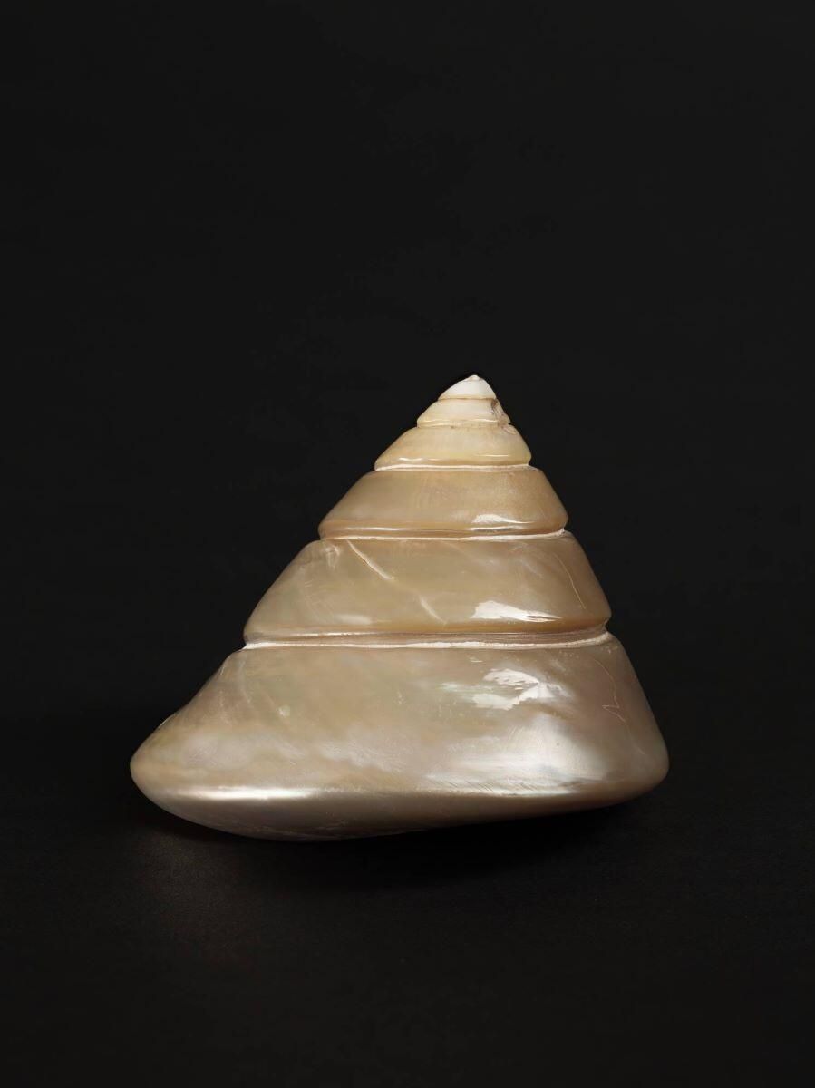 Coquillage (lot)_5