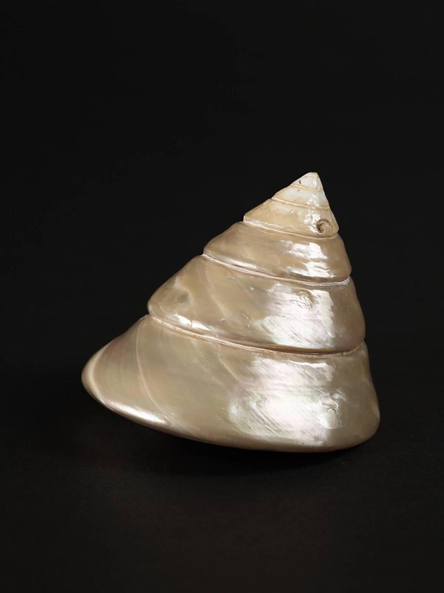 Coquillage (lot)_2