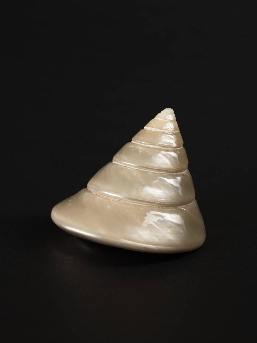 Coquillage (lot)_6