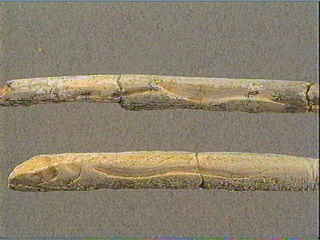 Sagaie_3