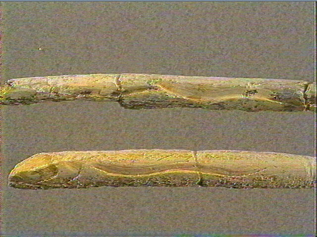 Sagaie_2