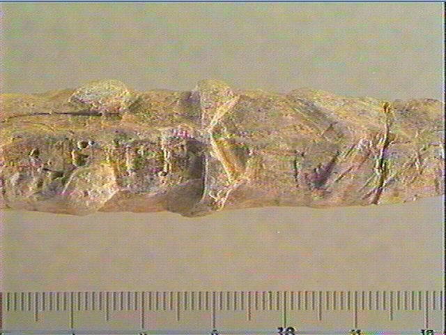 Baguette demi-ronde_1