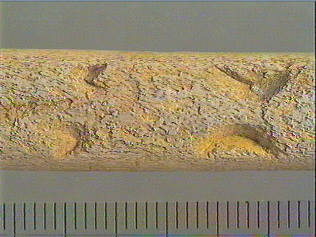 Baguette demi-ronde_1