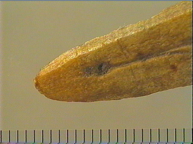 Baguette_2