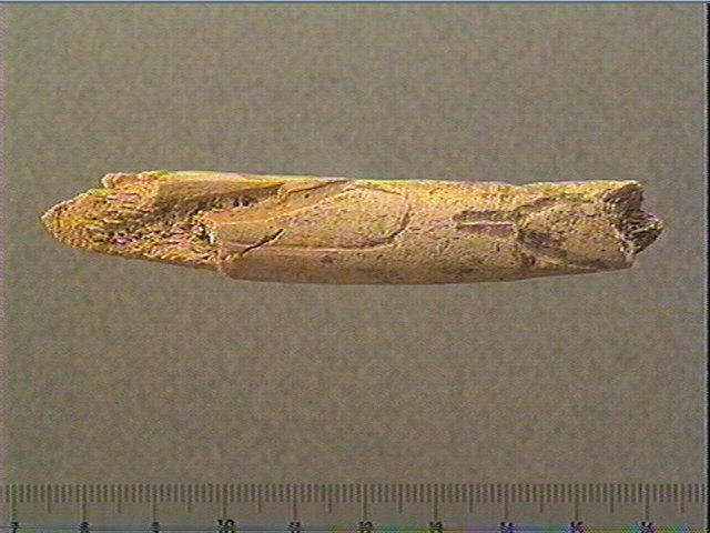 Bâton_2
