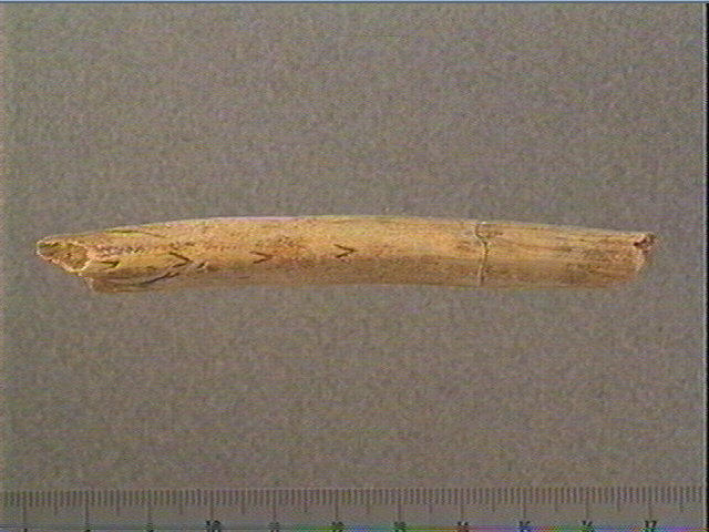 Andouiller (renne)_1