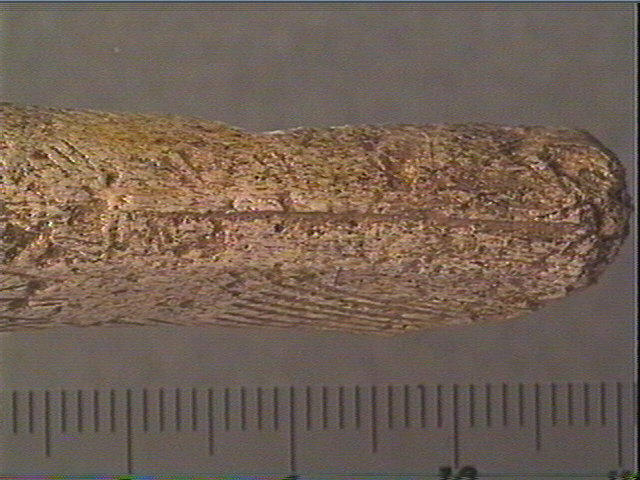 Bâton_5