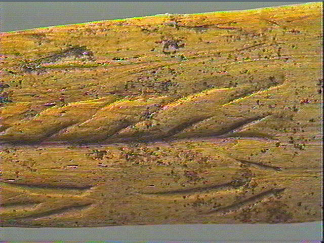 Lissoir_5
