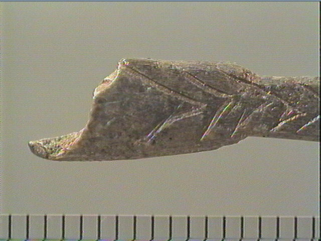 Pendeloque, os indéterminé (oiseau)_2