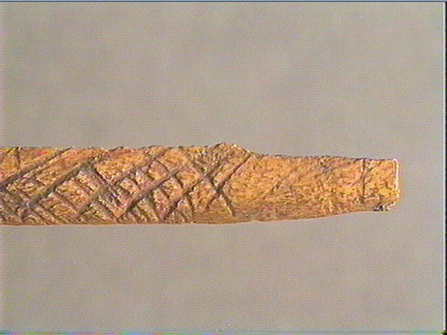 Os indéterminé (oiseau)_3