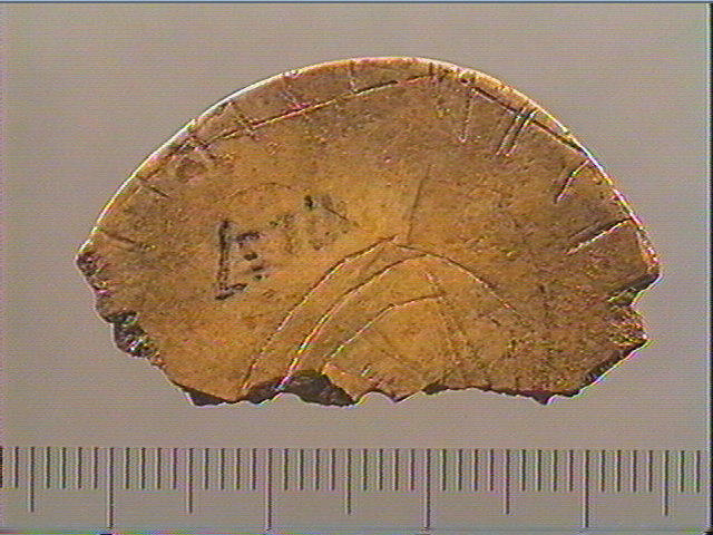 Rondelle, scapula_3