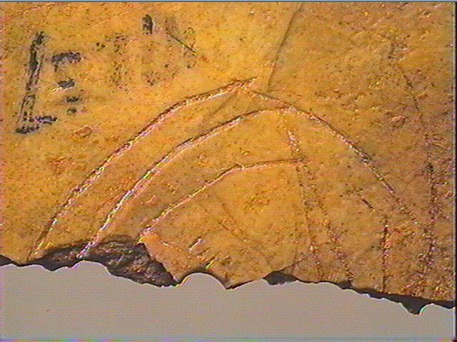 Rondelle, scapula_5