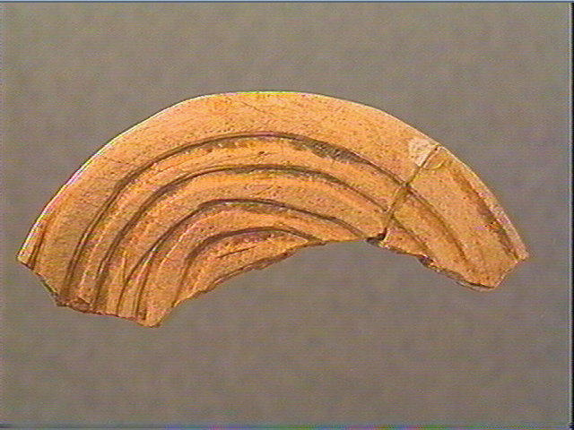 Rondelle, scapula_1