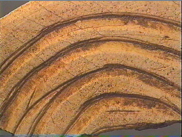 Rondelle, scapula_3