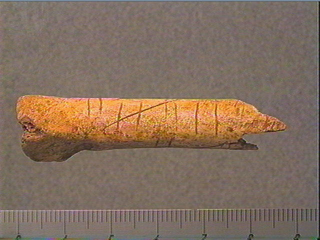 Os indéterminé (oiseau)_0