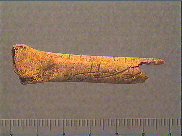 Os indéterminé (oiseau)_1