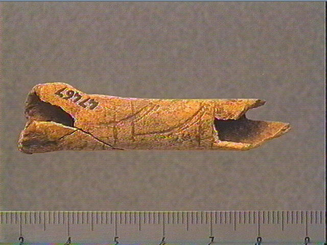 Os indéterminé (oiseau)_2