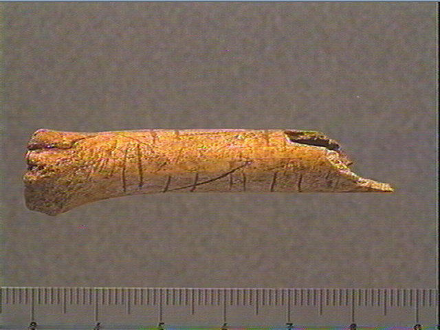 Os indéterminé (oiseau)_3