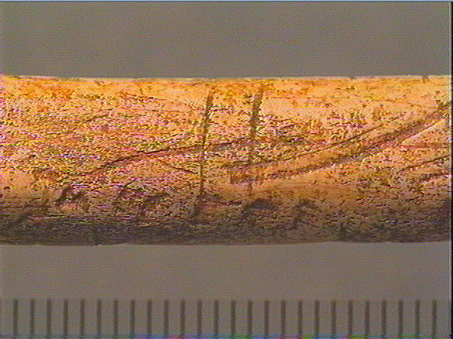 Os indéterminé (oiseau)_5