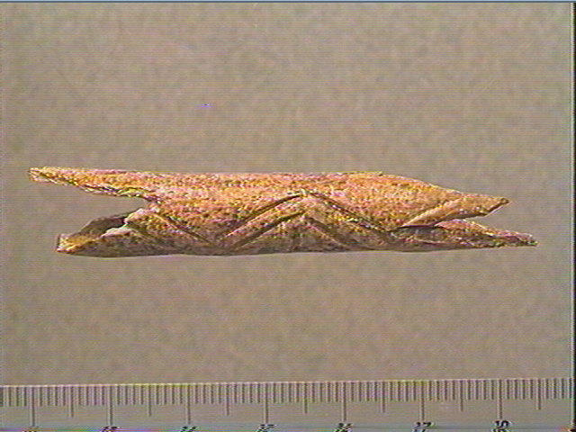 Os indéterminé (oiseau)_0