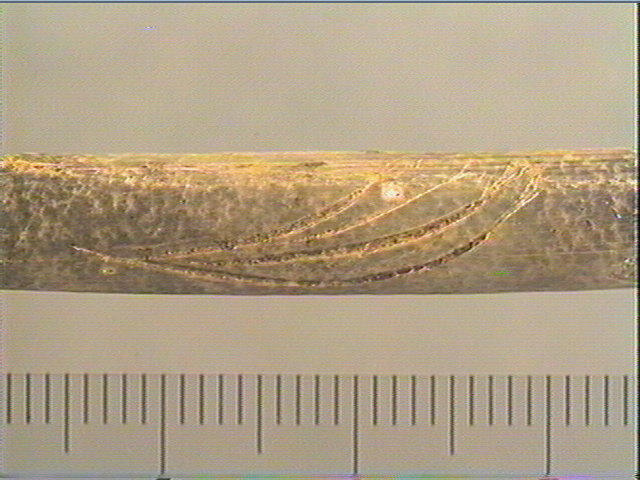 Tube (2), os indéterminé (oiseau)_4