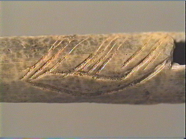 Tube (2), os indéterminé (oiseau)_5