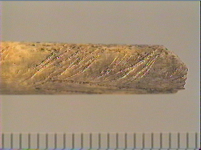 Tube (2), os indéterminé (oiseau)_6