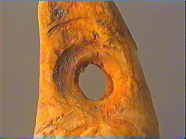 Canine (cervidé)_5