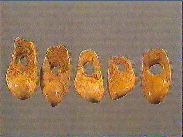 Canine (cerf) (20)_0