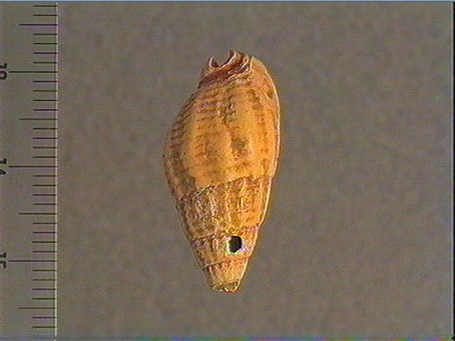 Coquillage_0