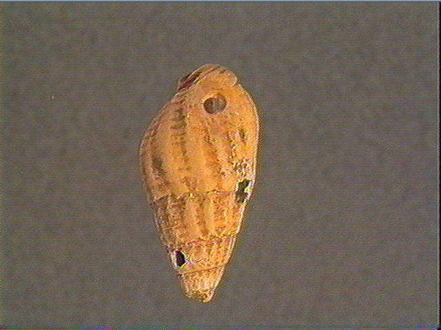 Coquillage_1