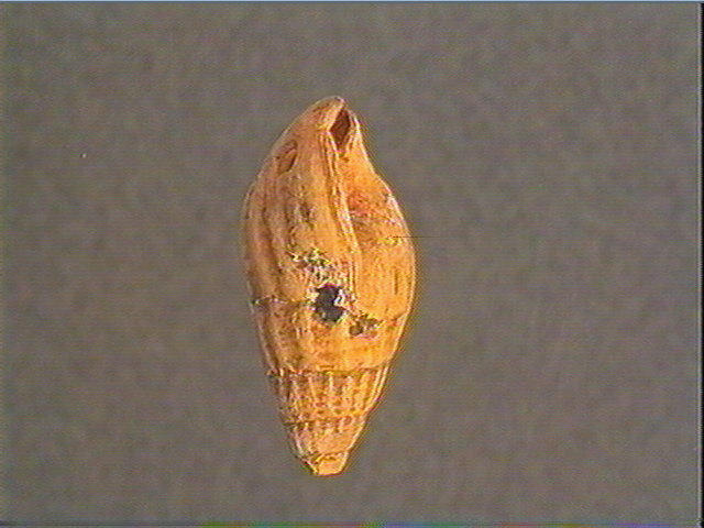 Coquillage_2