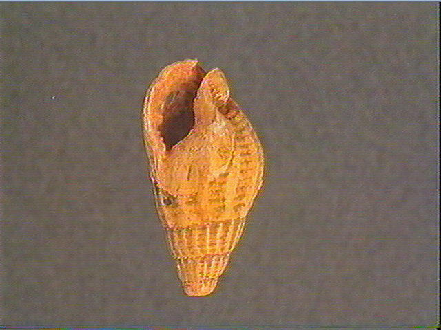 Coquillage_3
