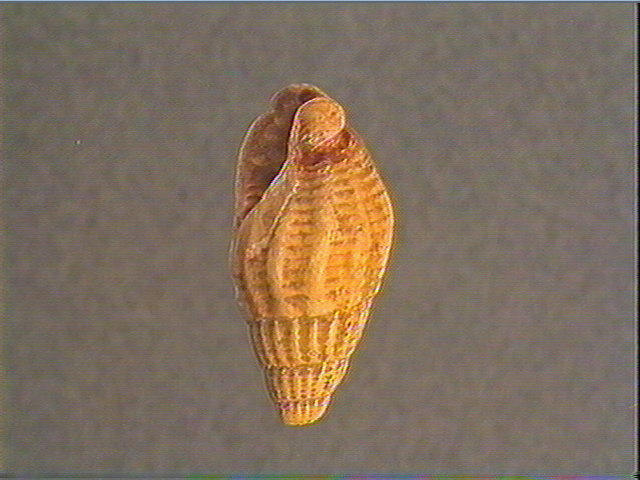 Coquillage_4