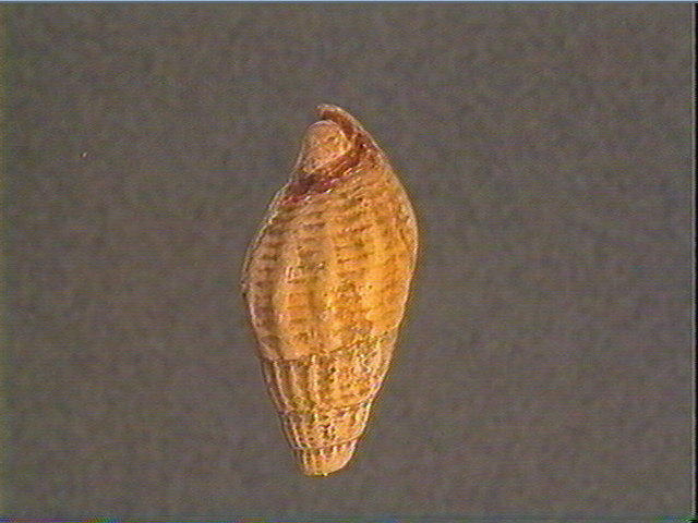 Coquillage_5