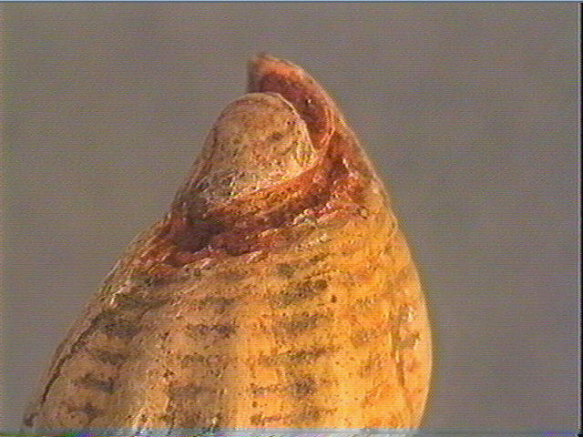 Coquillage_6