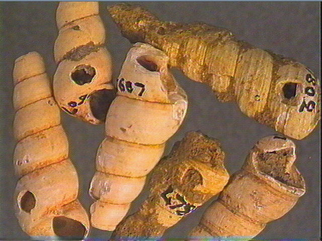 Coquillage (3)_0