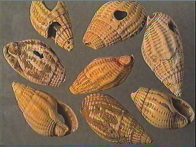 Coquillage_0