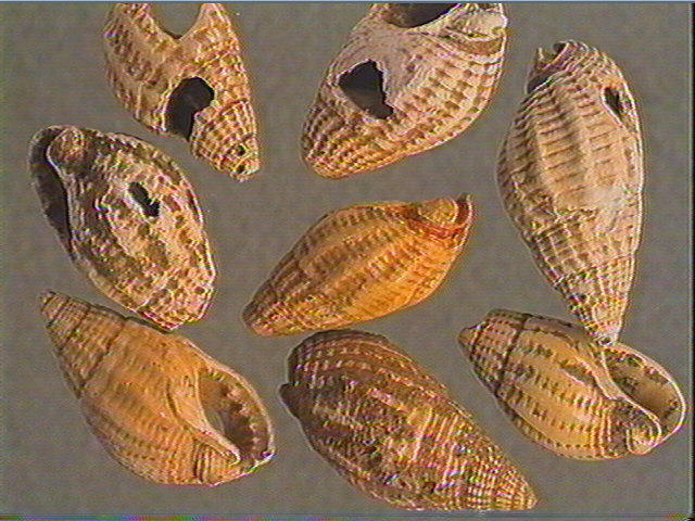 Coquillage_1