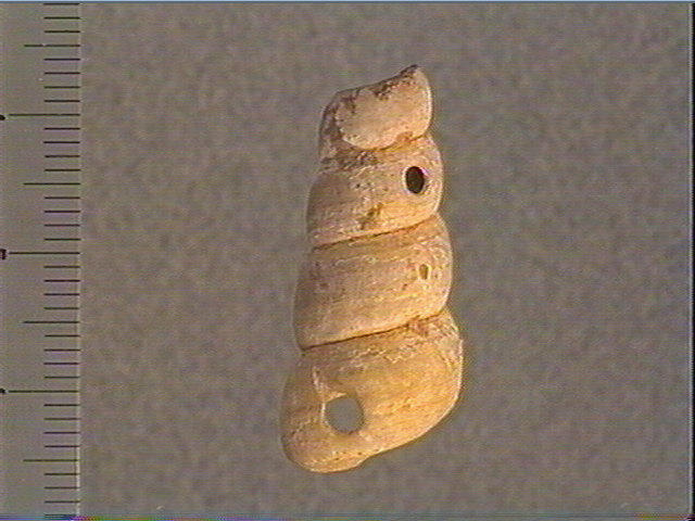 Coquillage_0