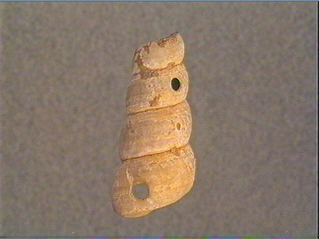 Coquillage_1
